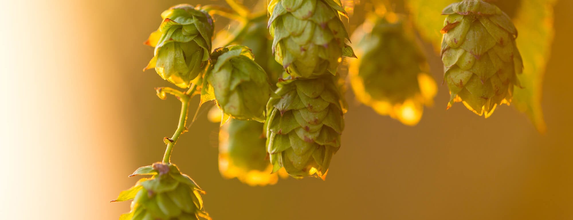 Close-up of hops plant